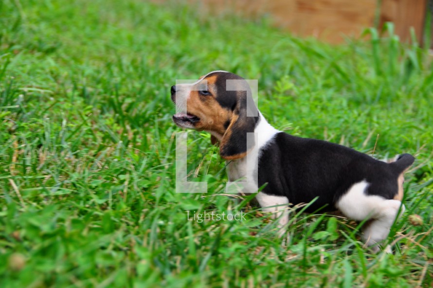 beagle puppy 
