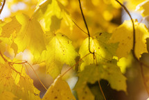 sunlight through golden leaves 