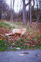 a fox in a forest 