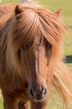 brown mane and brown horse 