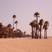 Palm trees along a sandy beach.