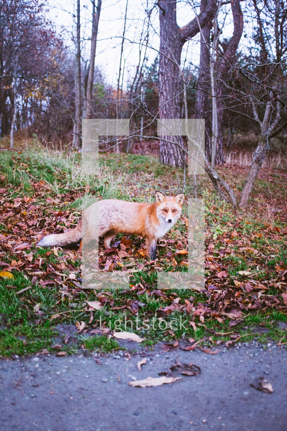 a fox in a forest 