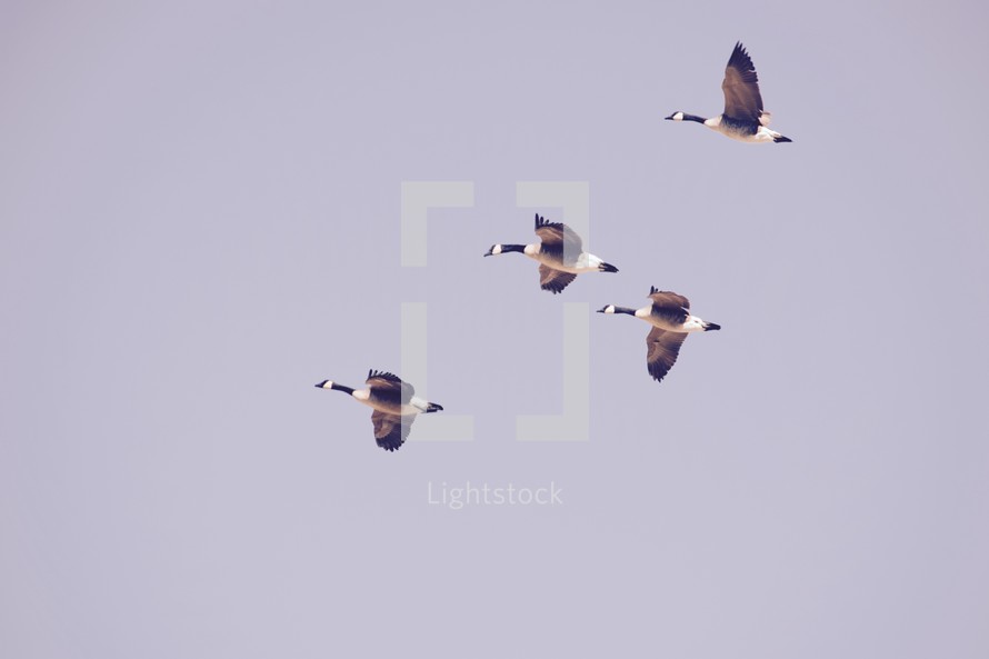 Canada Geese flying overhead 