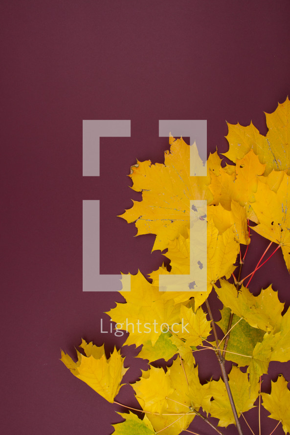 yellow leaves on a maroon background 