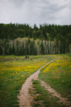 worn path through a field 