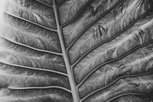 leaf background 