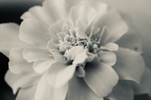macro marigold flower in black and white 