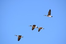 Canada Geese in the sky 