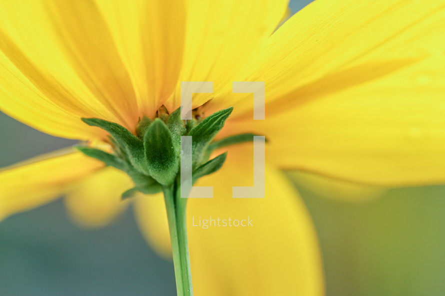 underneath a yellow flower 