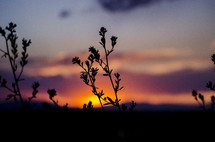 silhouette of plants against a sky at sunset 