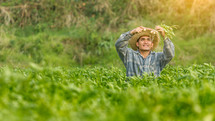farmer in a potato field 