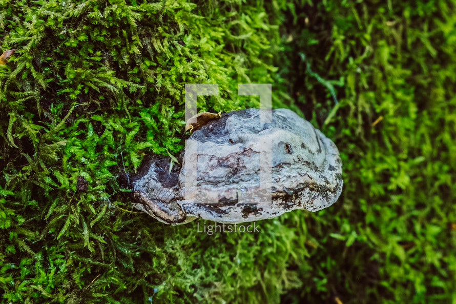 rock and moss