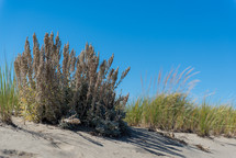 plants on sand dunes on a beach 