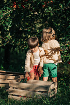 Cute little toddler boys picking up ripe red apples in basket. Brothers in garden explores plants, nature in autumn. Amazing scene. Twins, family, love, harvest, childhood concept