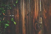 Vines grow on a rustic wood gate