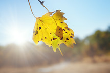yellow fall leaf and sunburst 