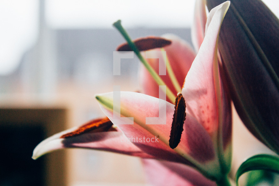 closeup of a lily 