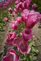 pink blooming tulips in a field 