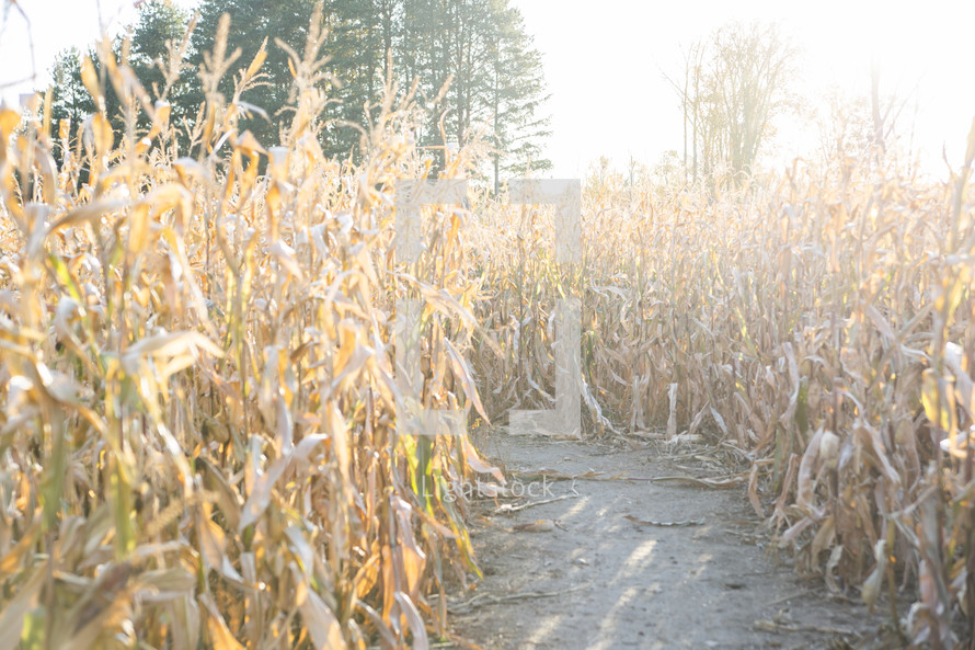 Field of corn stalks