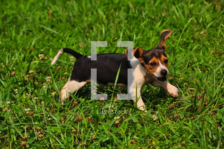 beagle puppy 