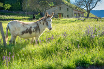 donkey on a farm 