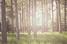 trees in a forest with sun flare