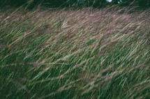 blades of tall grasses 