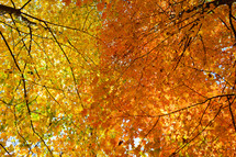 autumn foliage 
