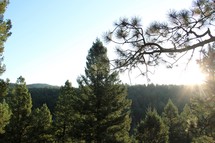 a branch of a pine tree over a pine forest 