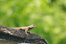 lizard on a branch 