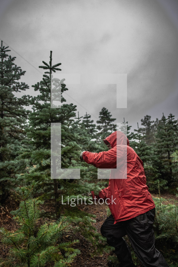 picking out a Christmas tree at a Christmas tree farm 