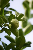 Limes growing on a lime tree