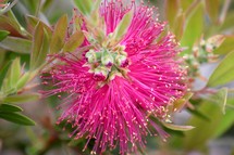 flowers from a blooming Dwarf Bottle brush plant 