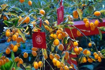 fruiting Kumquat tree with red ribbon and flag for the Chinese New Year 