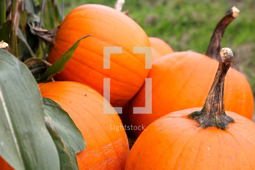 stack of orange pumpkins 