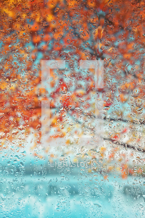 Orange tree through rainy window