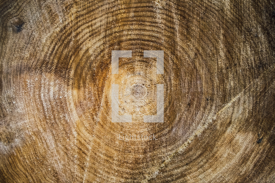 wood grain and tree rings 