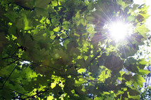 sunburst and green leaves on a summer tree 