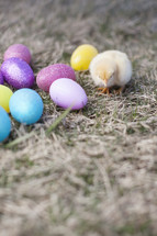 Baby chick in the grass with colored Easter eggs.