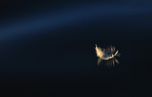 feather floating on water 