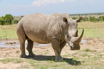 rhinoceros 
