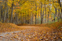 fall leaves covering a dirt road 