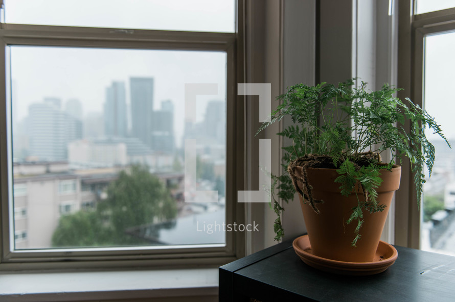 house plant in the window of a city apartment 