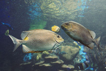 aquarium fish in water 