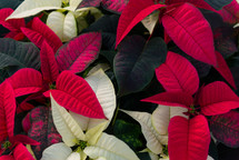 poinsettias in a greenhouse 