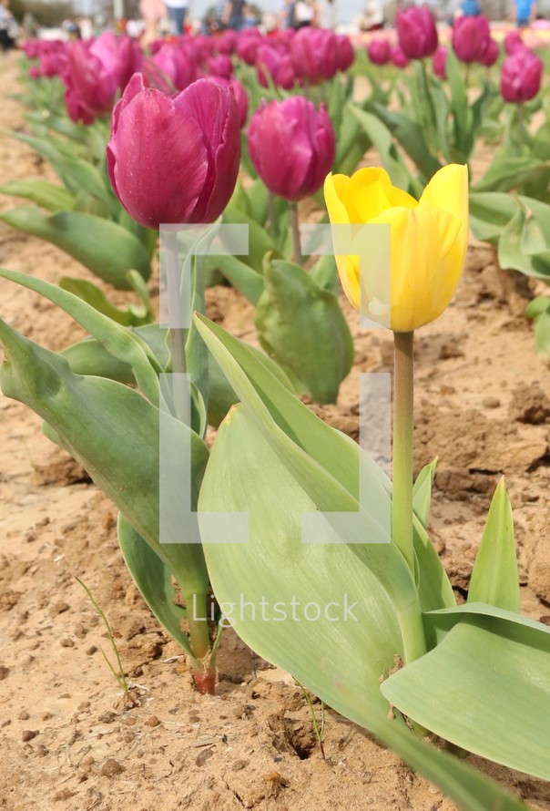spring tulips 