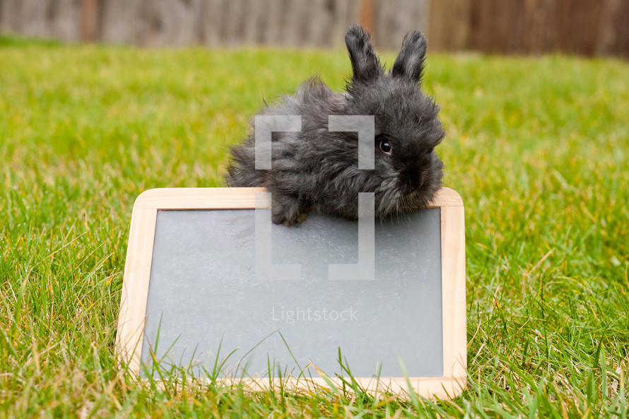 bunny on a chalkboard