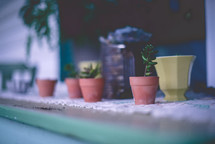 potted house plants 