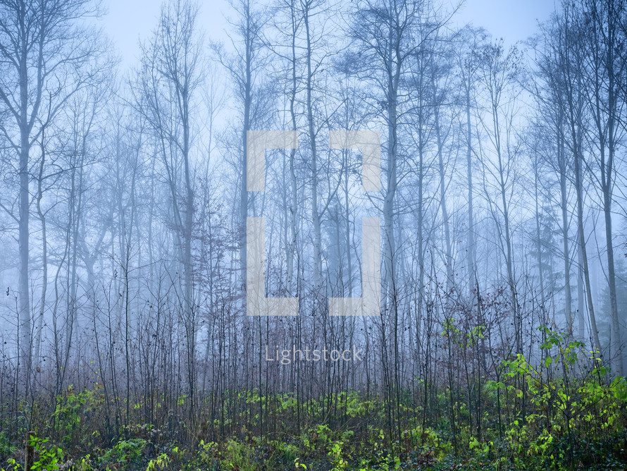 bare trees in a foggy forest 