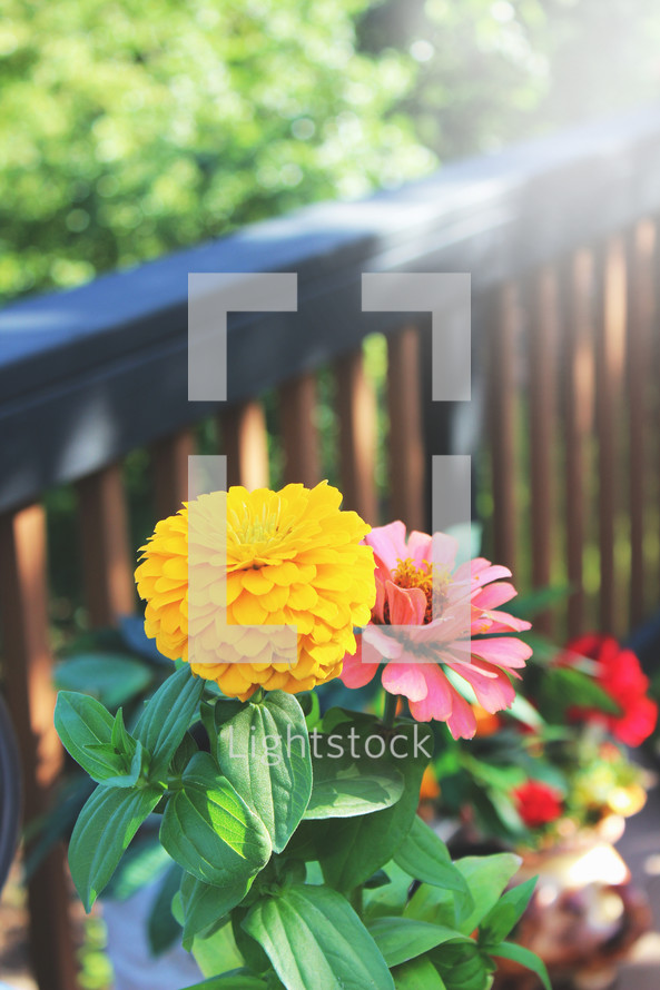 flowers on a porch 